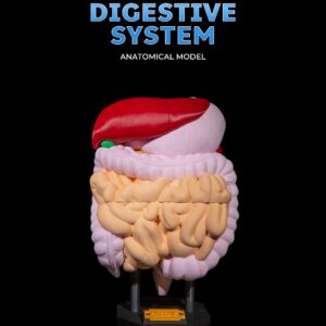 Digestive System Anatomical Model
