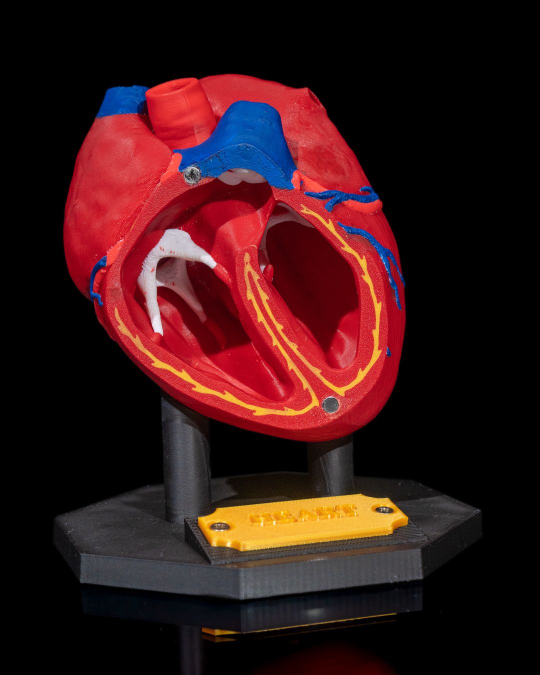 Heart Anatomical Model - Image 6