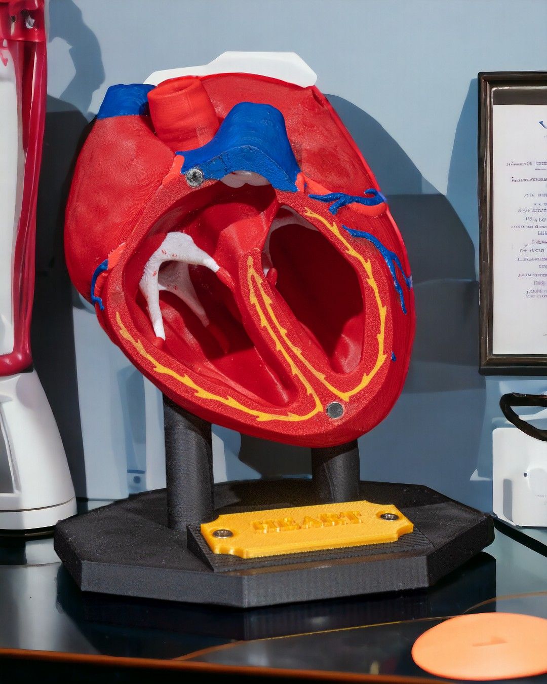 Heart Anatomical Model - Image 3