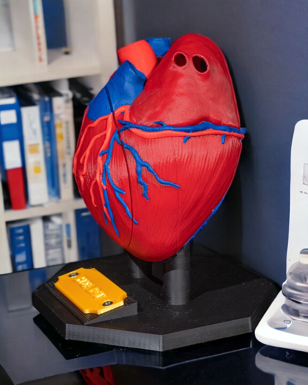 Heart Anatomical Model - Image 4