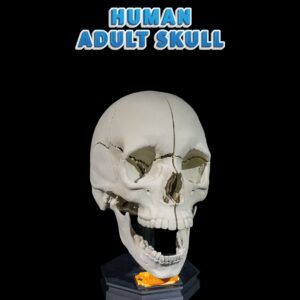 Human Adult Skull