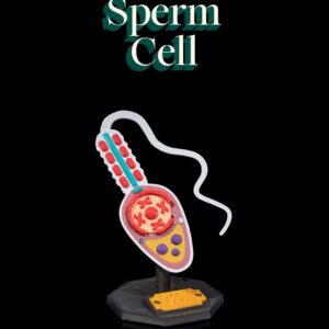 Sperm Cell