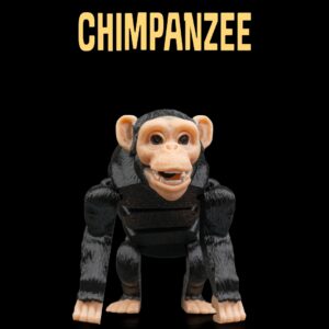 Chimpanzee