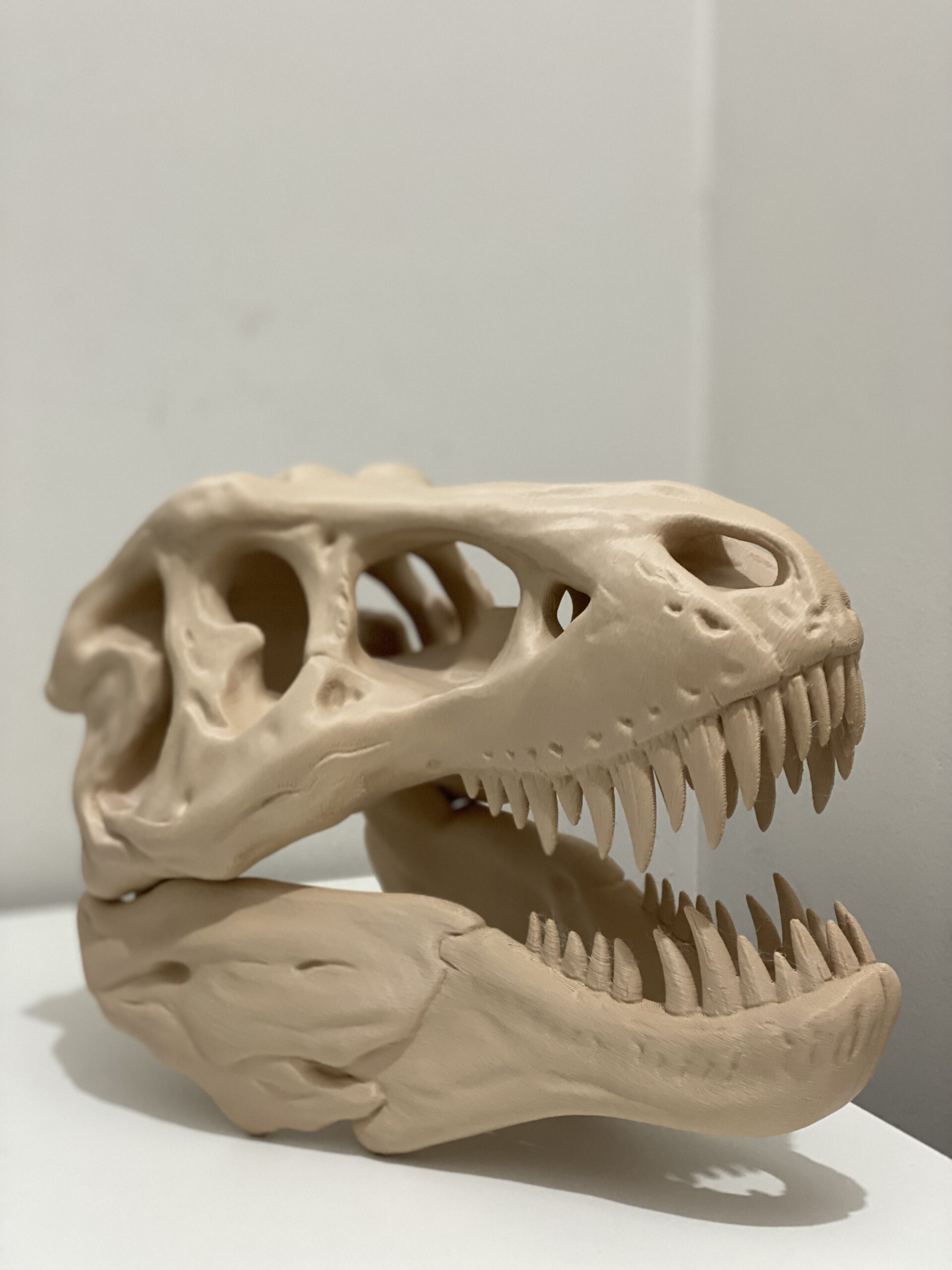 Crânio Tiranossauro Rex T-rex Decorativo Réplica Realista 25 - Image 2