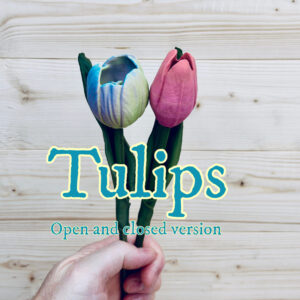 Tulip Closed
