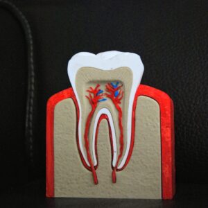 Molaire Anatomique Découpée Décoration Cabinet de Curiosité Pièce Éducative